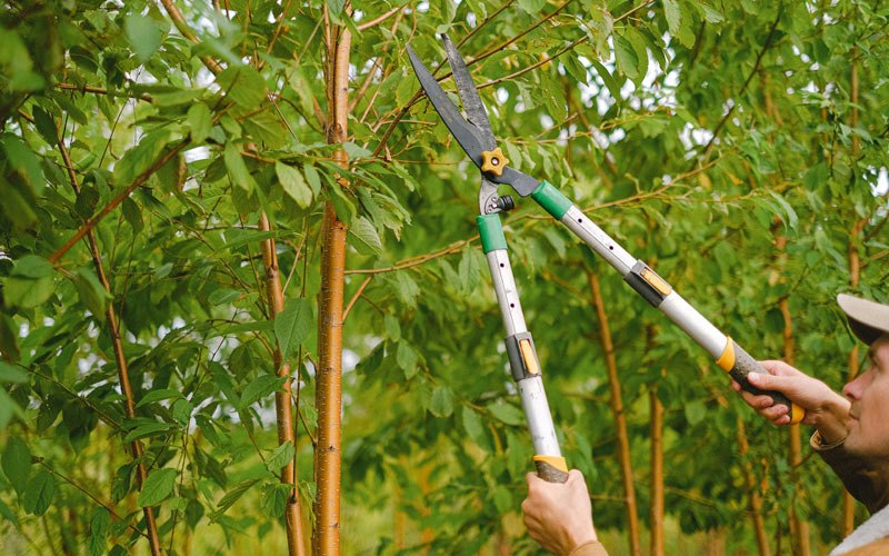 Tree trimming in Milton Freewater, OR